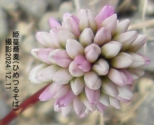 姫蔓蕎麦3