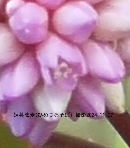 姫蔓蕎麦4