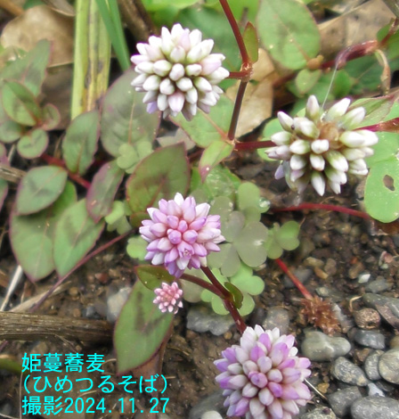 12月の花