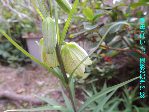 2月の花