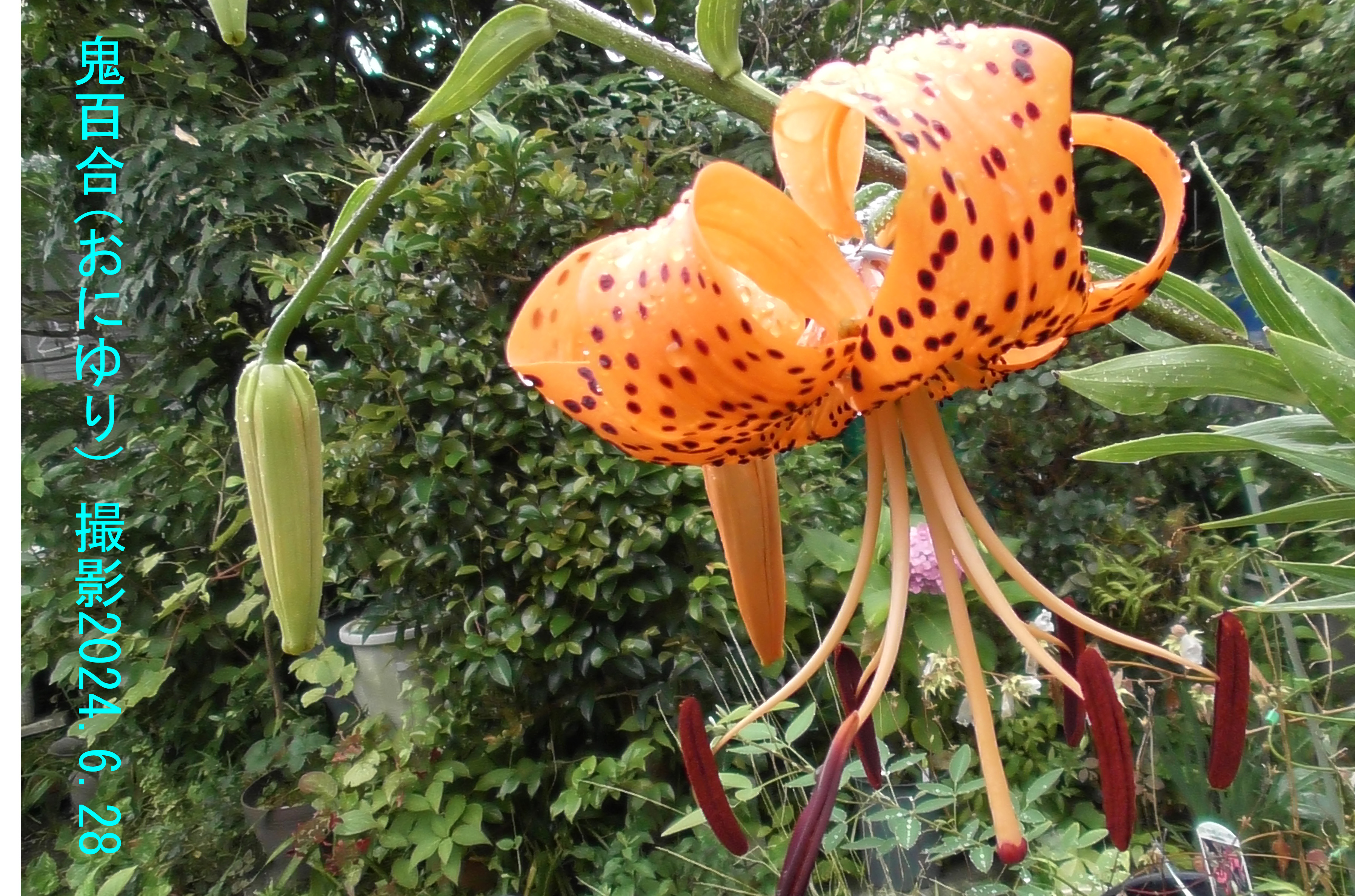 7月の花