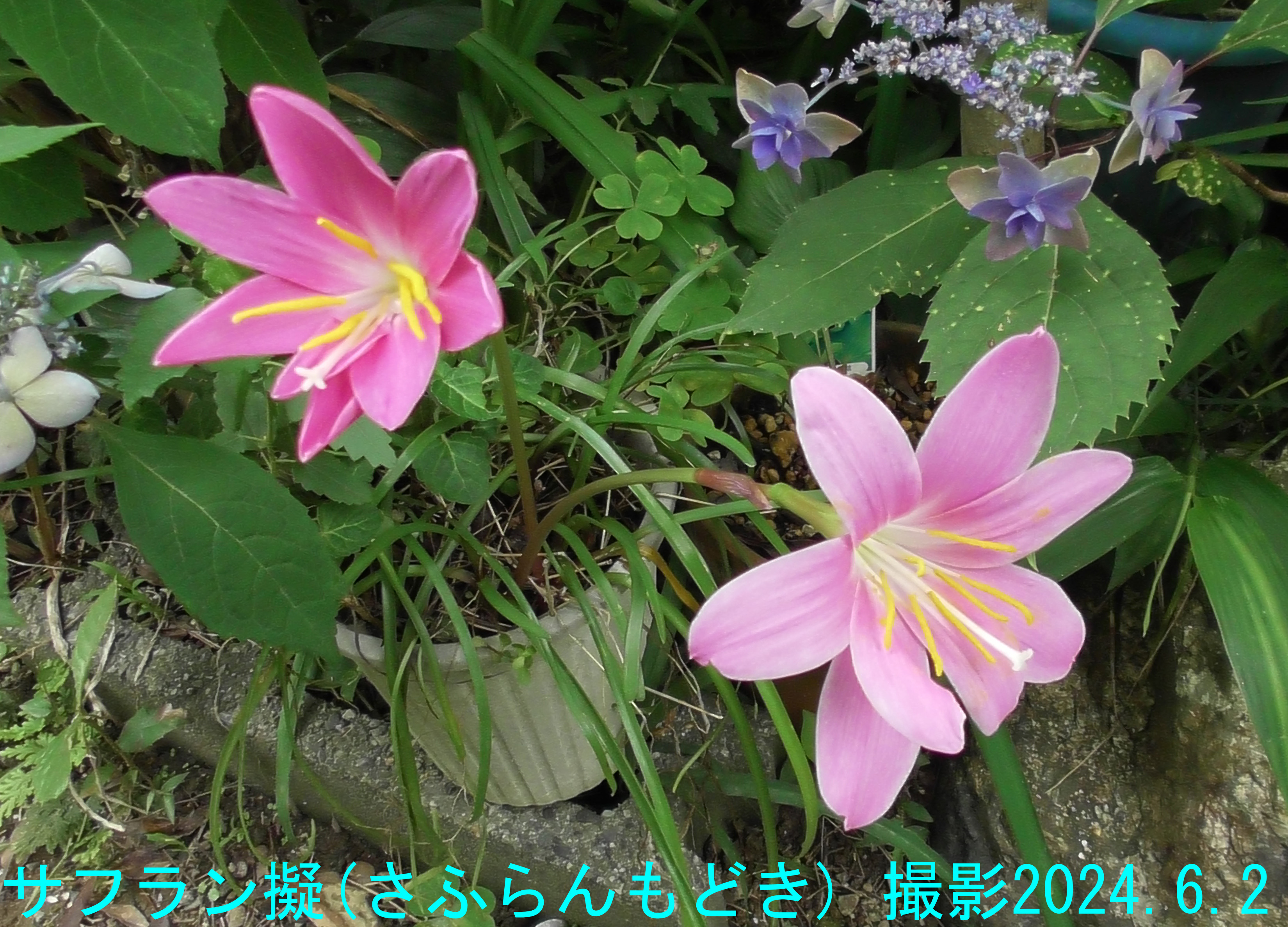 6月の花