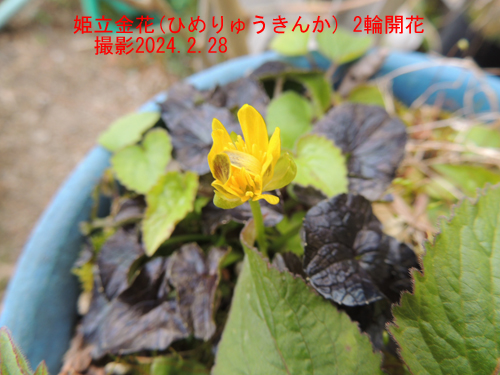 3月の花