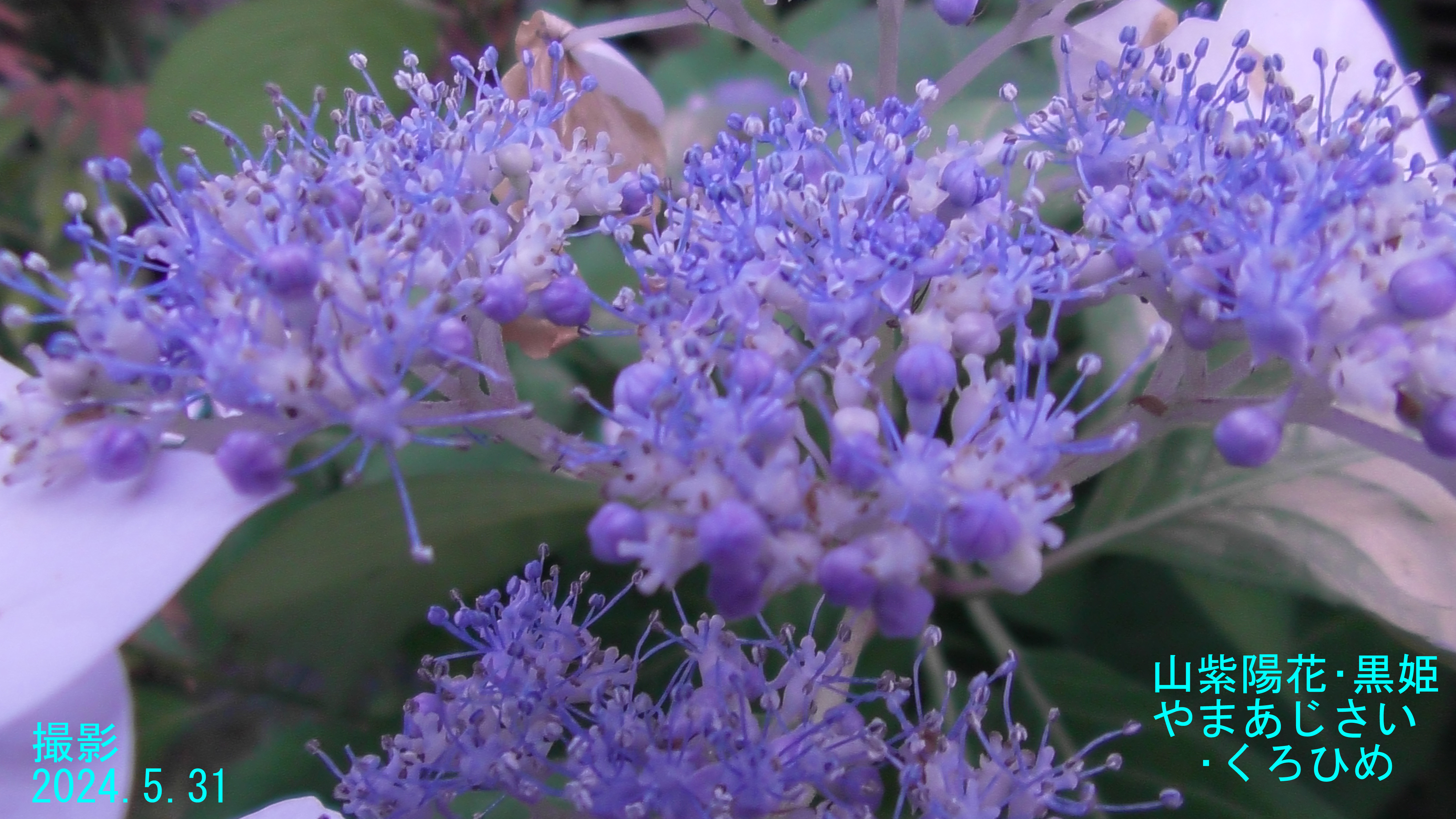 山紫陽花・黒姫11