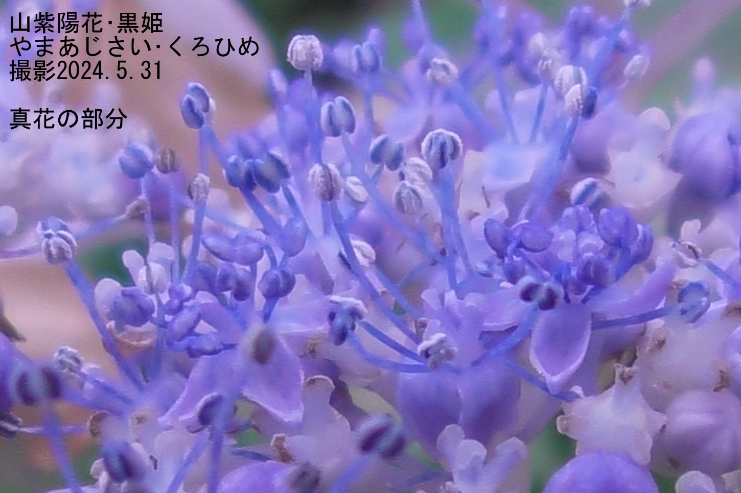 山紫陽花・黒姫13