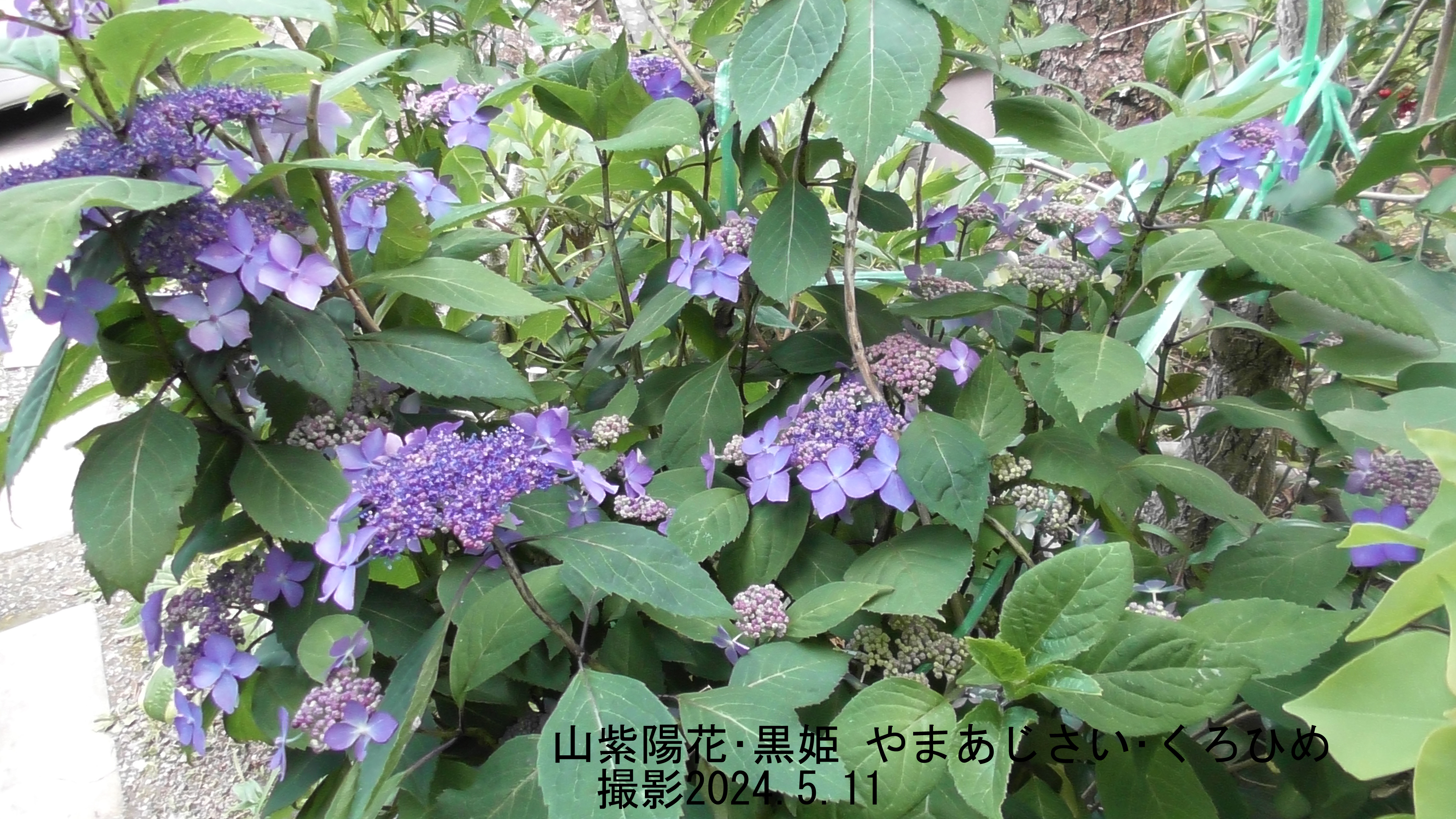 山紫陽花・黒姫9