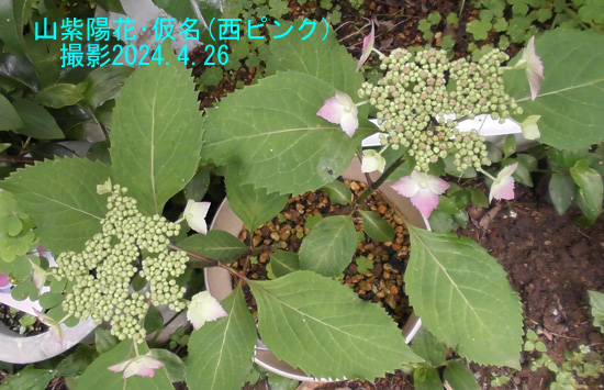山紫陽花NP