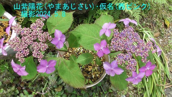 山紫陽花NP3