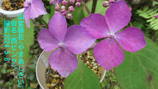 山紫陽花NP4