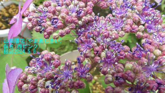 山紫陽花NP5