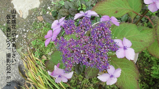 山紫陽花NP6