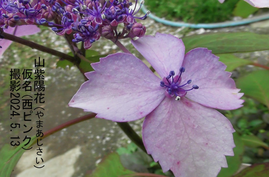 山紫陽花NP8