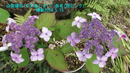 山紫陽花NP9