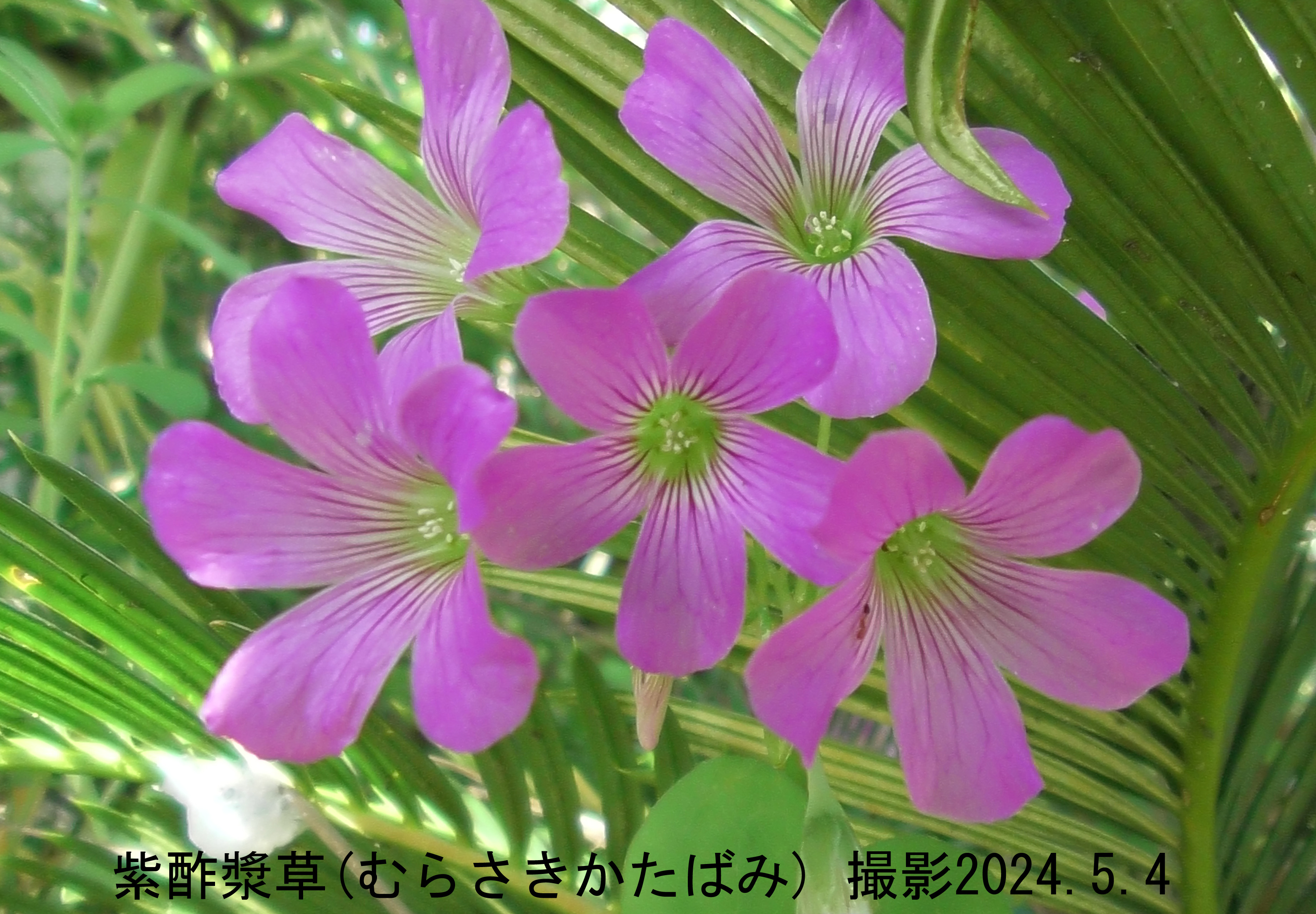 5月の花