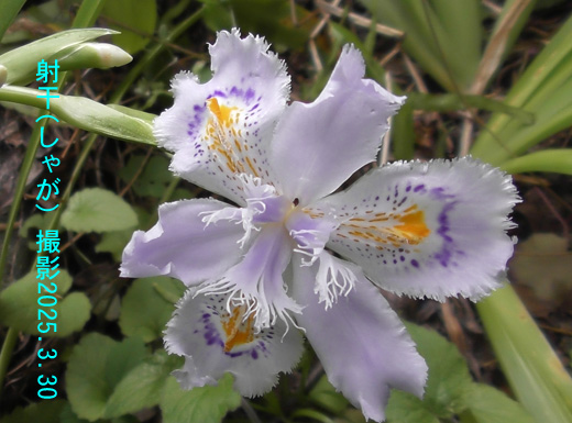 4月の花