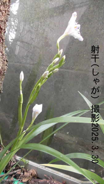 射干3