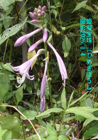 8月の花