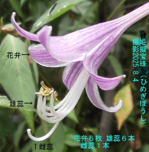 疑宝珠3