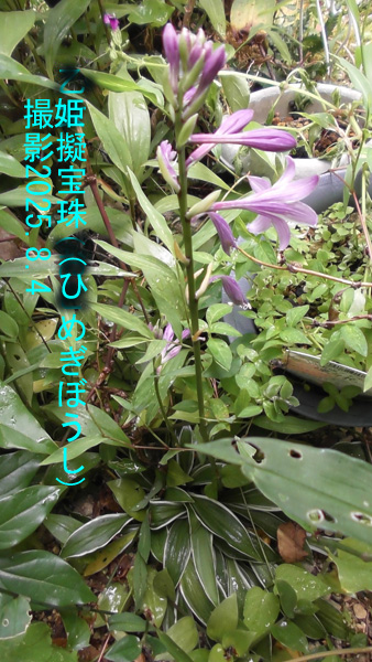疑宝珠4
