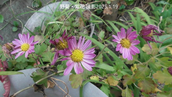 野菊2
