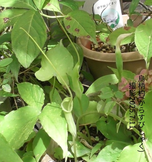 烏柄杓2