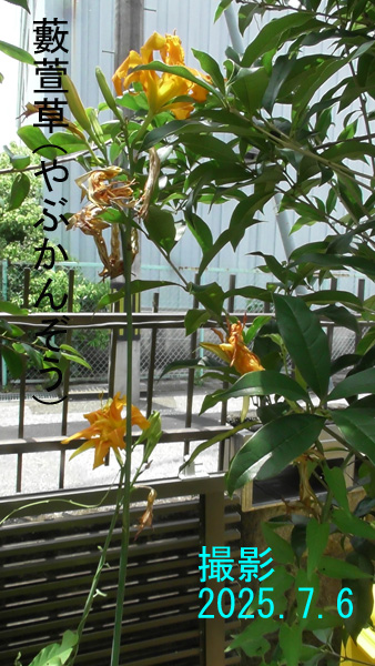 黄菅2