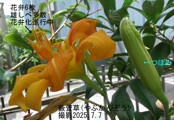 黄菅4