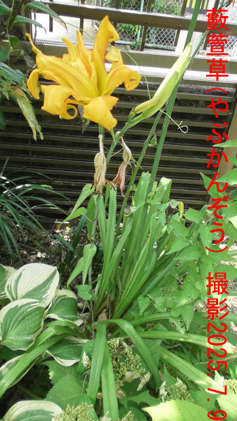 黄菅5