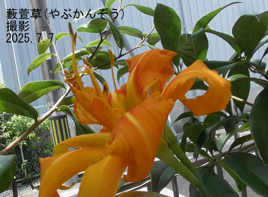 7月の花