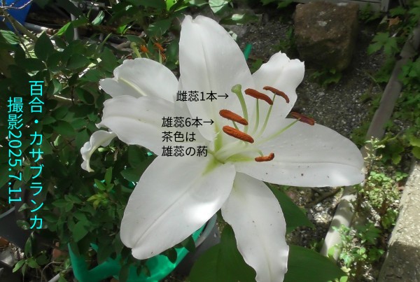 7月の花