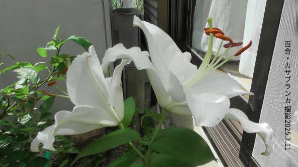 百合・カサブランカ3