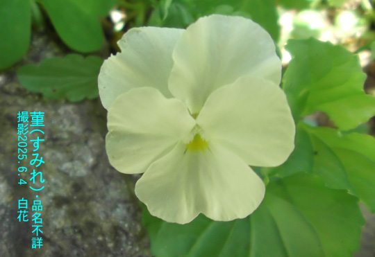 6月の花