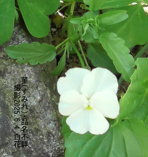 6月の花