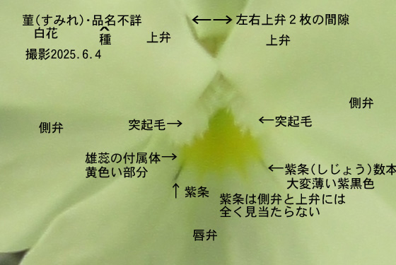 菫3