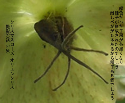 クリスマスローズ14