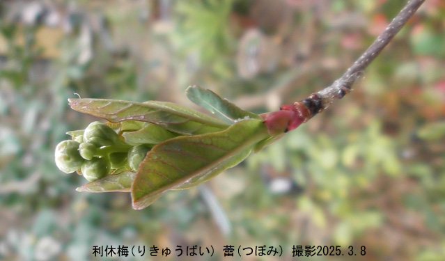 3月の花