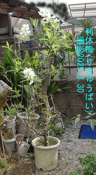 利休梅3
