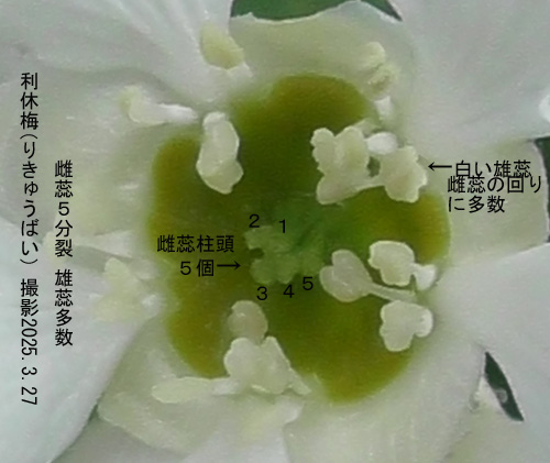 利休梅5