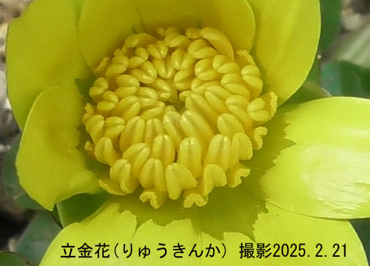 立金花3