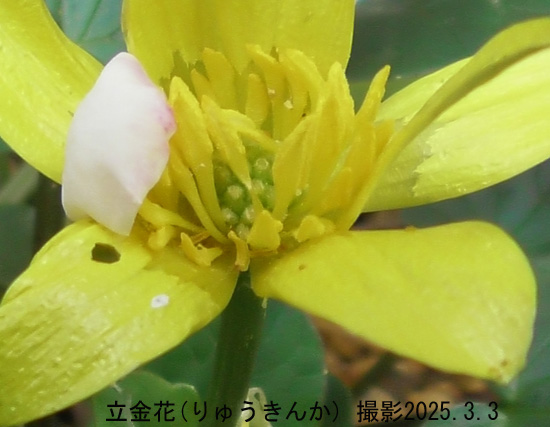 立金花４