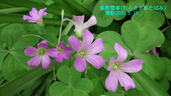 5月の花