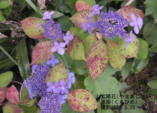 山紫陽花・黒姫2