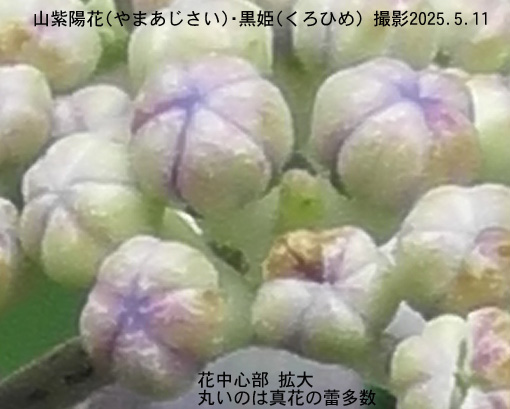 山紫陽花・黒姫4