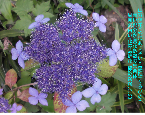5月の花