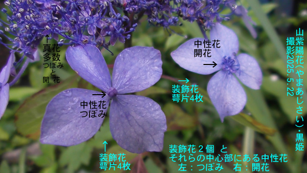 山紫陽花・黒姫6