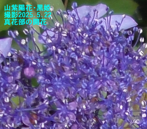 山紫陽花・黒姫8