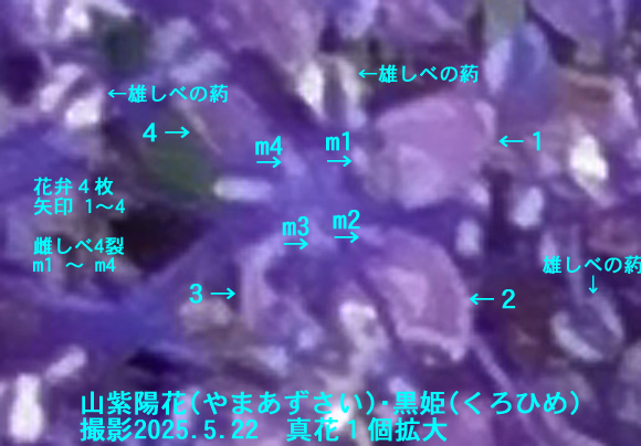 山紫陽花・黒姫9