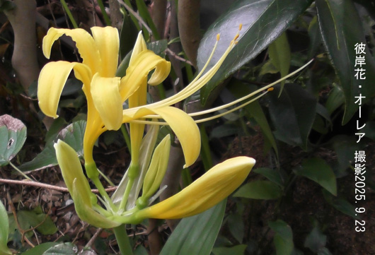 彼岸花・オーレア2