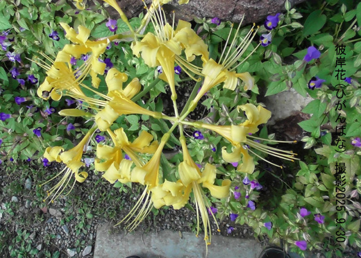 彼岸花・オーレア3