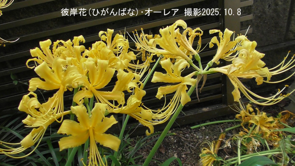 彼岸花・オーレア4